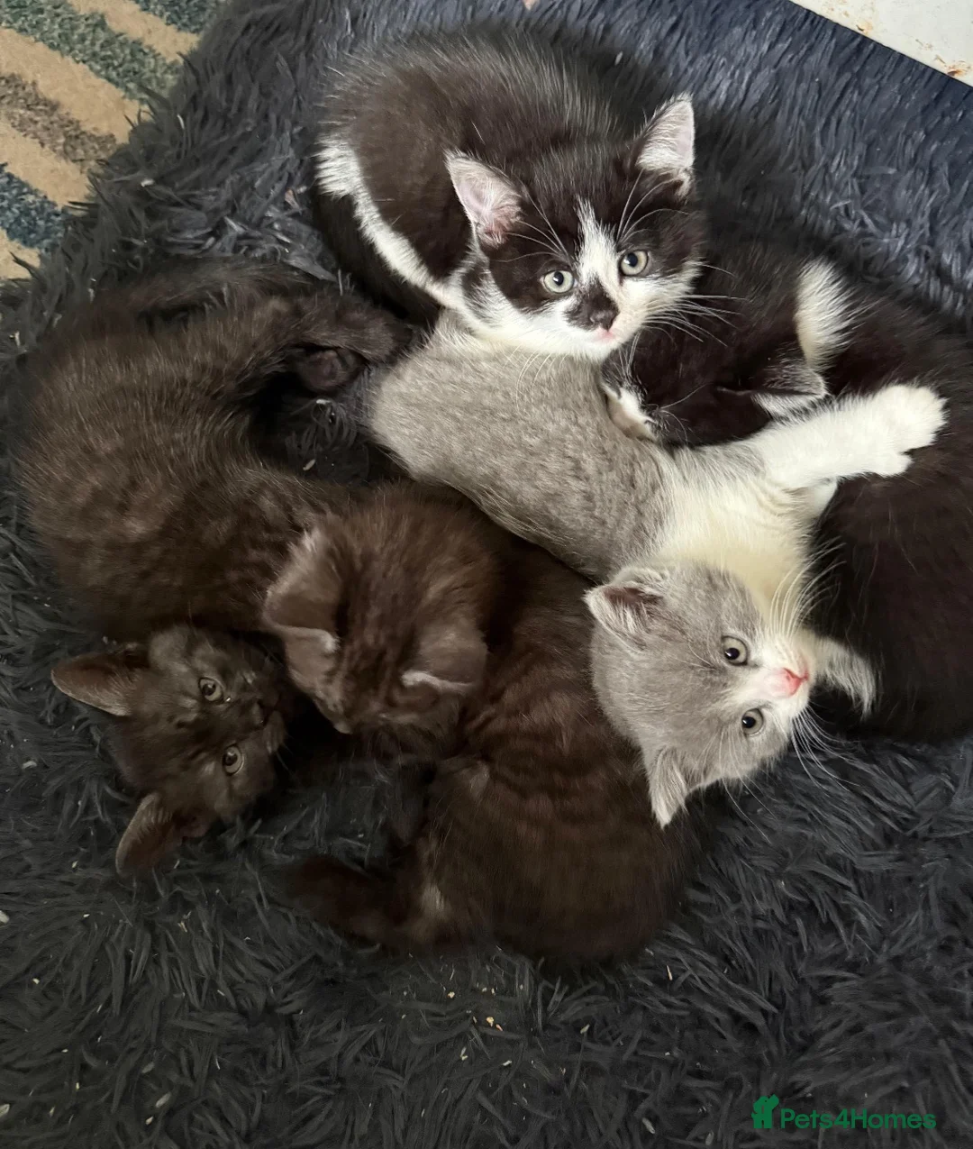 Mixed Breed cats for sale: BBSH mixed breed 5 kittens grey black white grey  - Advert 1