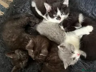 Mixed Breed cats BBSH mixed breed 5 kittens grey black white grey - Advert 2