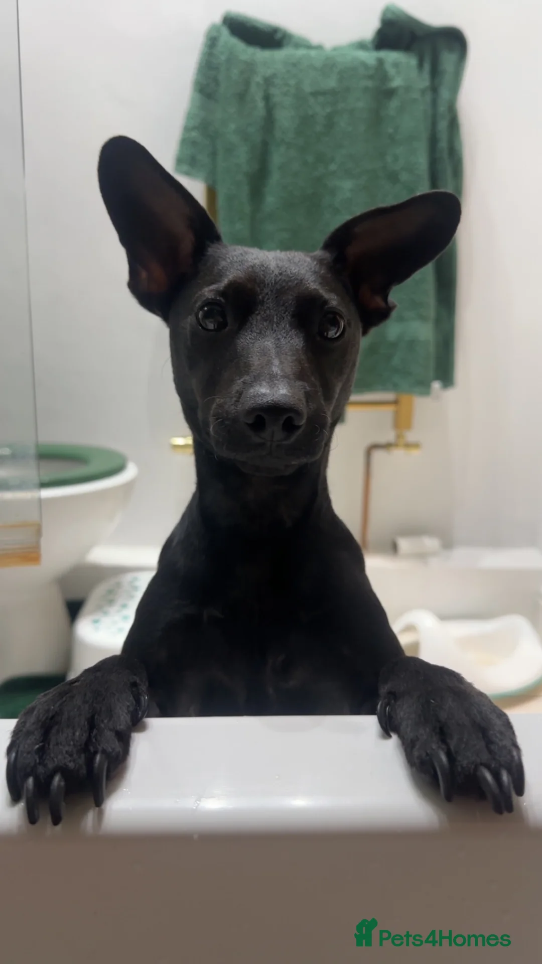 Patterdale Terrier dogs for adoption: Black Patterdale Terrior 3-YO in Colne - Advert 2
