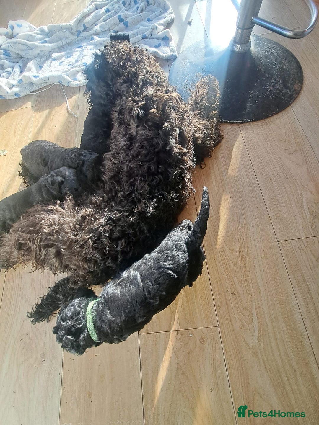 Kerry Blue Terrier dogs for sale: SUPERB LITTER OF KERRY BLUE TERRIERS - Advert 8