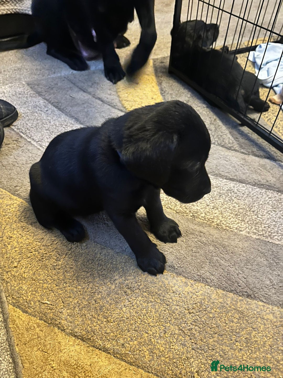 Labrador Retriever dogs for sale: labrador pups for sale home reared - Advert 15