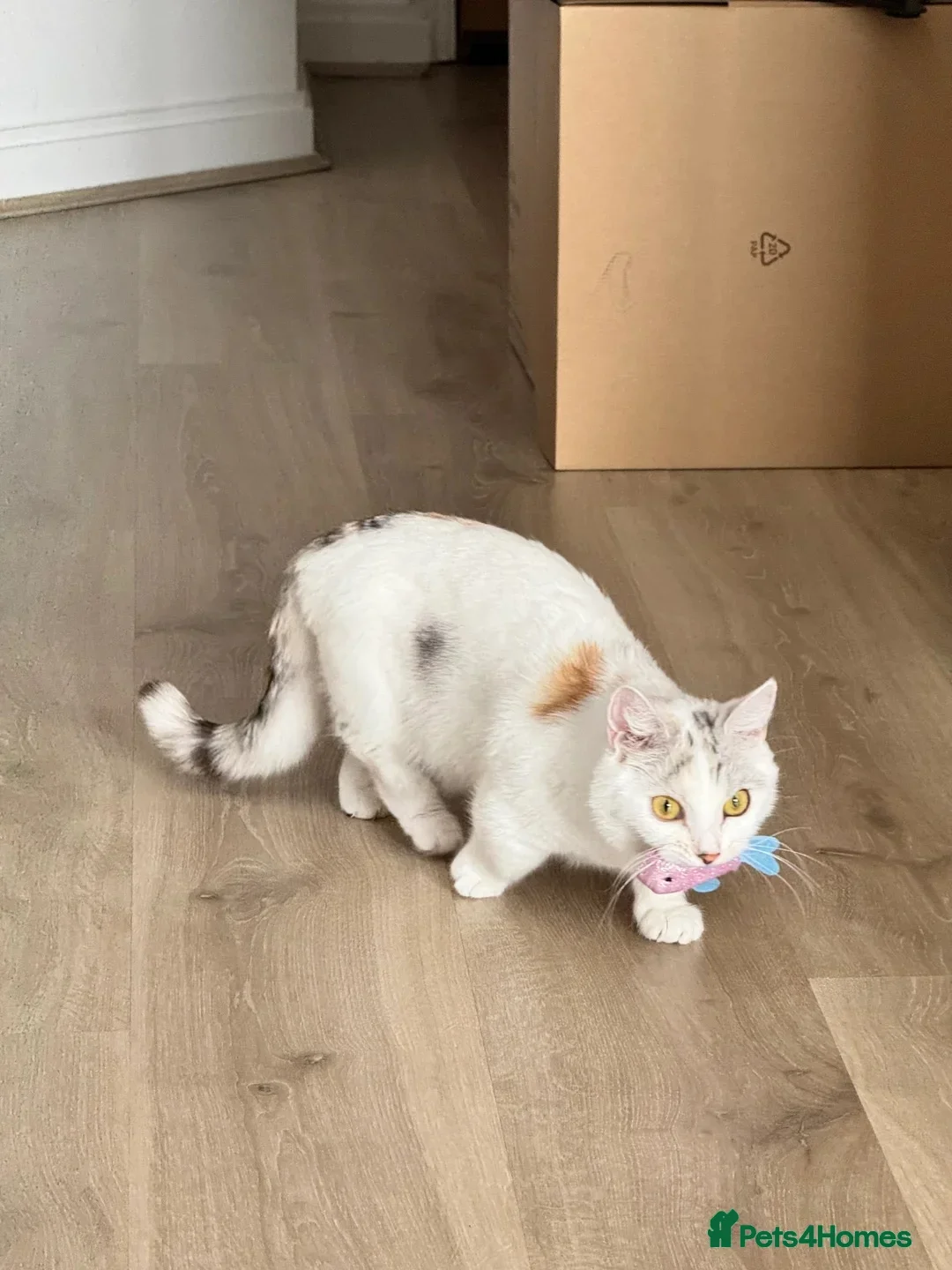 Munchkin cats for sale: Pedigree TICA Munchkin Kittens – Short Legs 🐈 - Image 8
