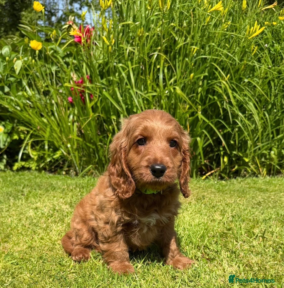 Cockapoo dogs READY TO GO :Gorgeous Red F1 Cockapoo puppies - Advert 2