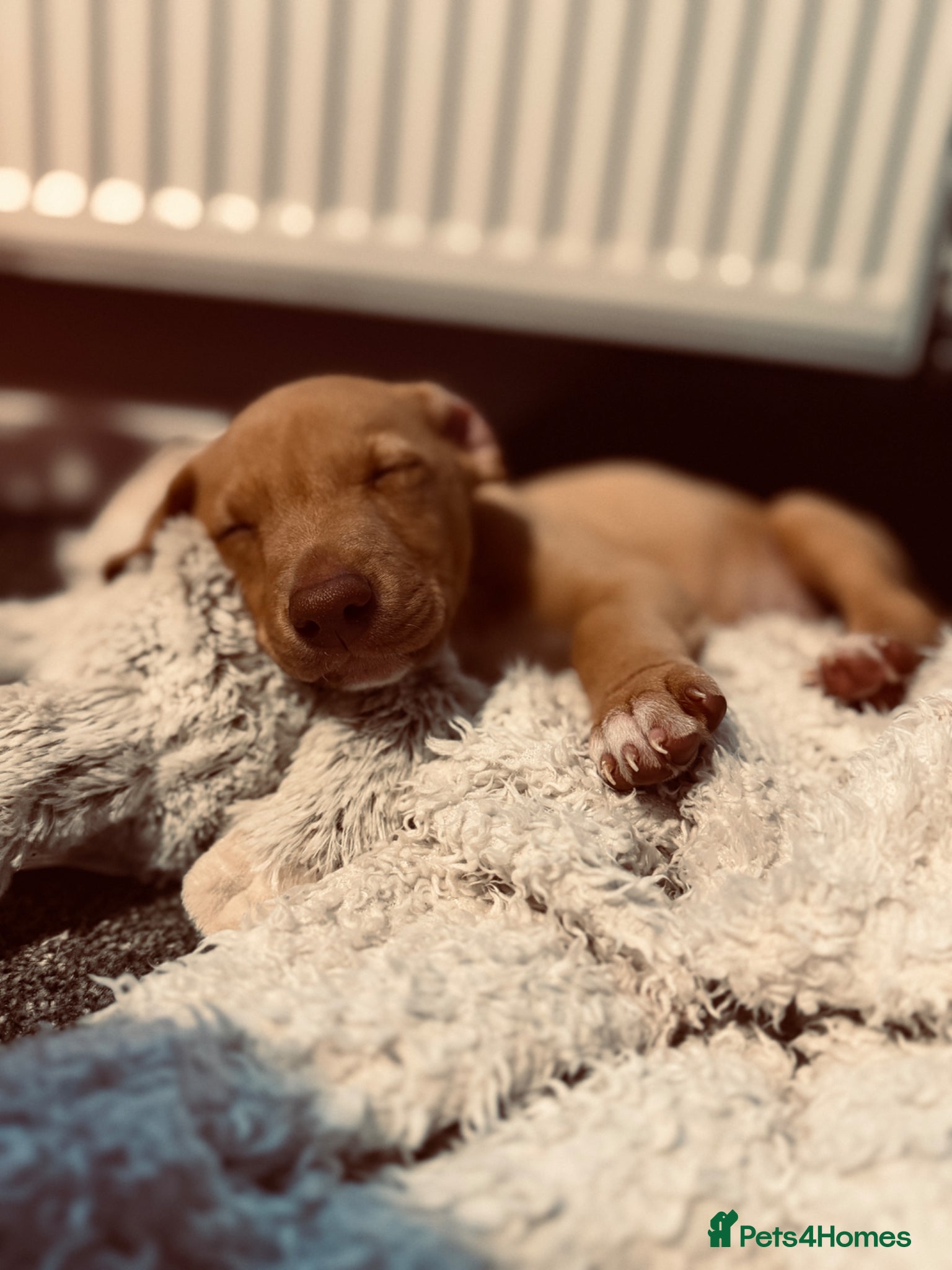 Lurcher dogs Lurchers (Bull Greyhounds) - Advert 23