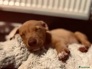 Lurcher dogs Lurchers (Bull Greyhounds) - Advert 10