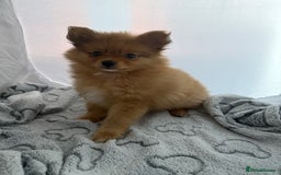 Pomeranian dogs for sale: XS Pomeranian puppy boy  - Image 3