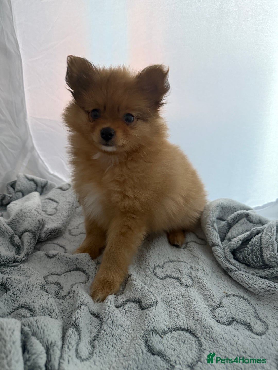 Pomeranian dogs for sale: XS Pomeranian puppy boy  - Image 3