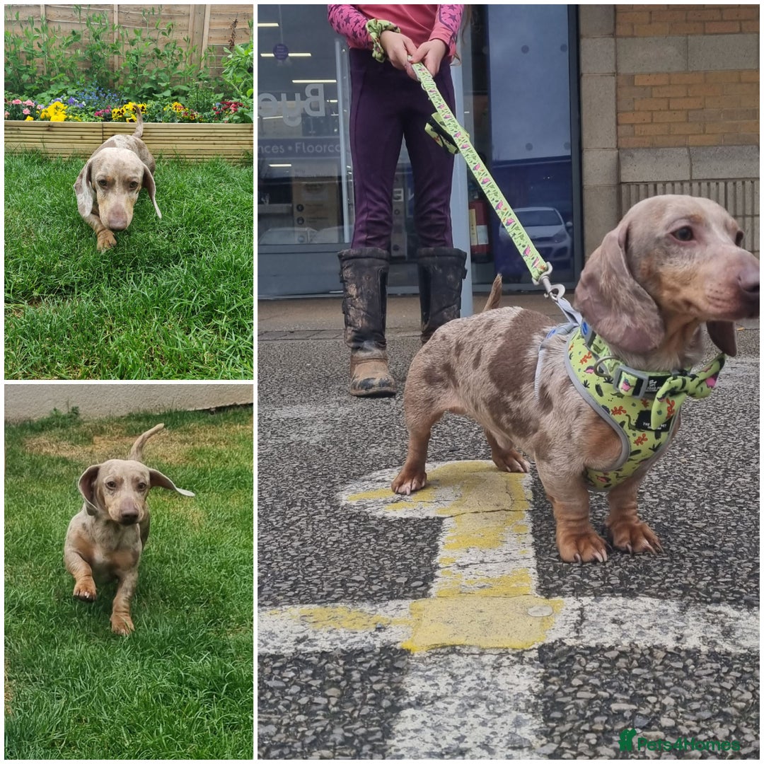 Miniature Dachshund dogs for sale: Mini dachshund - Advert 1