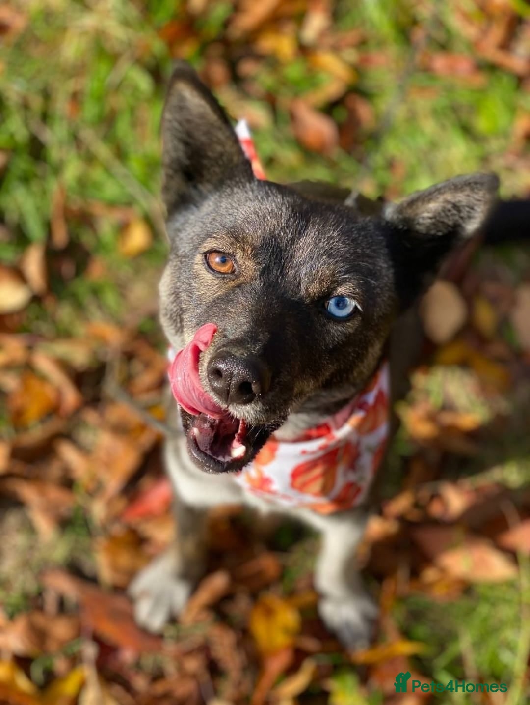 Mixed Breed dogs for adoption: ❤️VIKA – A Gentle Soul with Eyes of Two Worlds❤️ - Advert 6