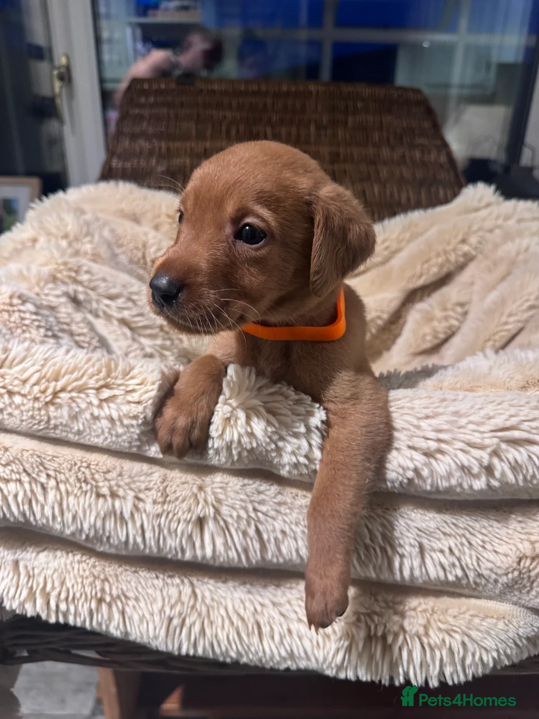 Labrador Retriever dogs for sale: Exceptional working Labrador puppies  - Advert 13