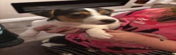 Jack Russell dogs for sale: Beautiful Pure bred Jack Russells - Advert 9