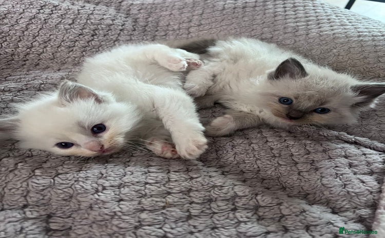 Ragdoll cats - Advert 13