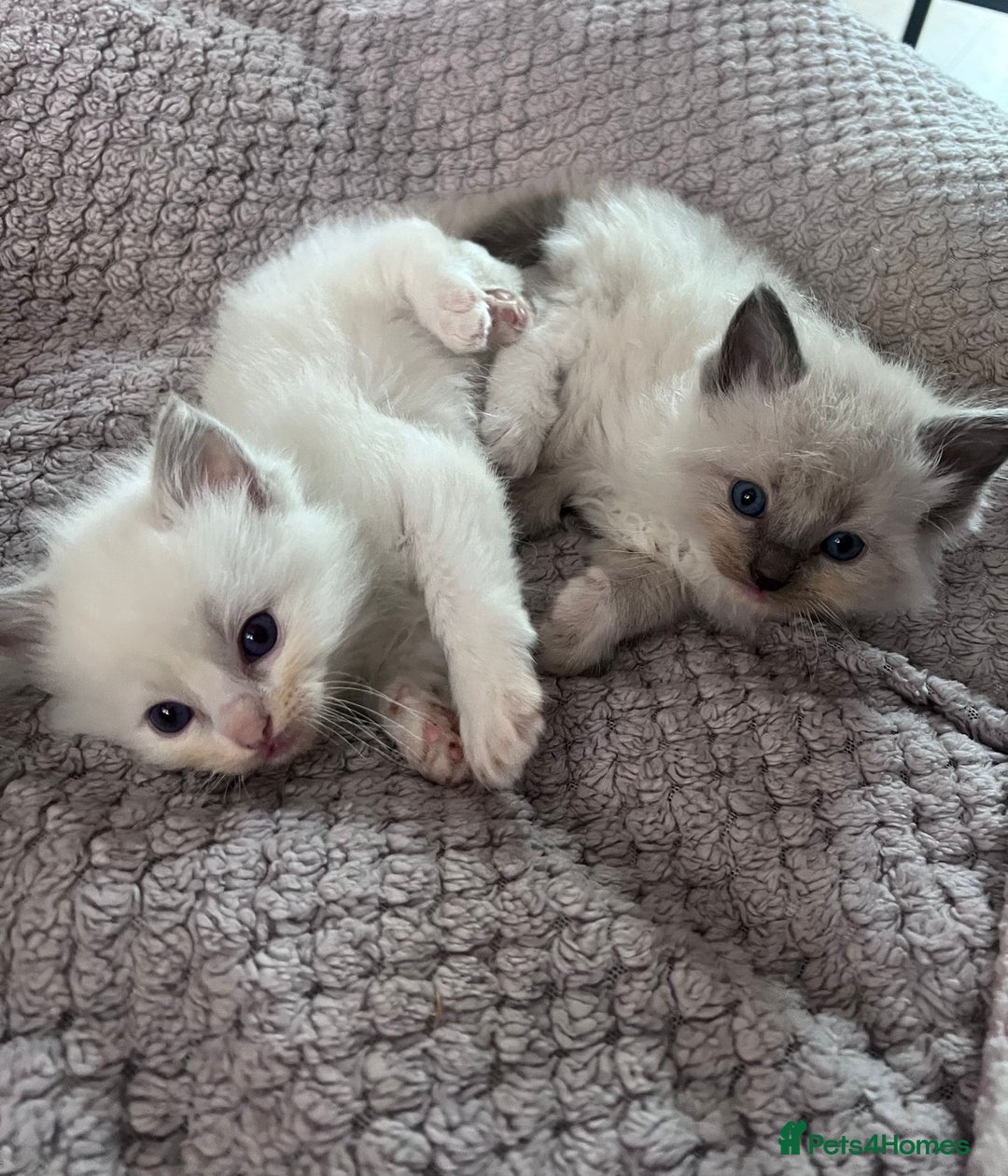 Ragdoll cats for sale: Stunning Ragdoll kittens for sale - Image 18