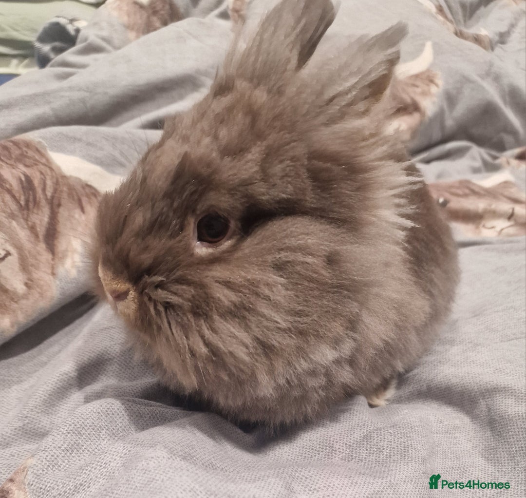 Lionhead rabbits for sale: Lionhead mix ( COCO) rabbit - Advert 6