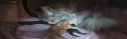 Maine Coon cats for sale: 3 Maine Coon Kittens Available  in Barnsley - Advert 9