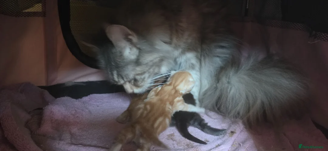 Maine Coon cats for sale: 3 Maine Coon Kittens Available  in Barnsley - Advert 9