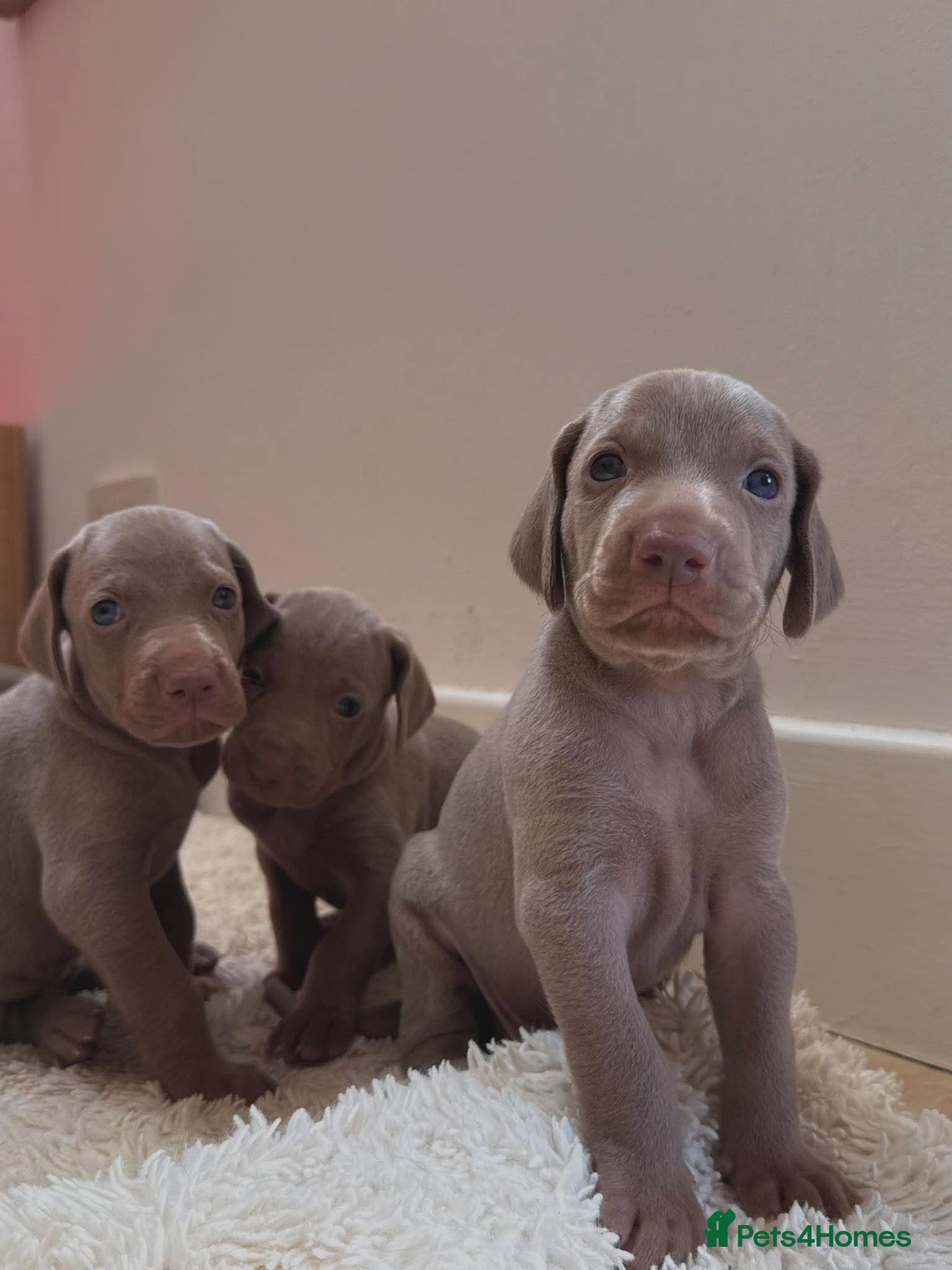 Weimaraner dogs Superb Gunalt Bloodlines & Excellent Temperament - Advert 2
