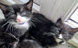 British Shorthair cats for sale: 6 Amazing kittens - 2 LEFT!! - Image 9
