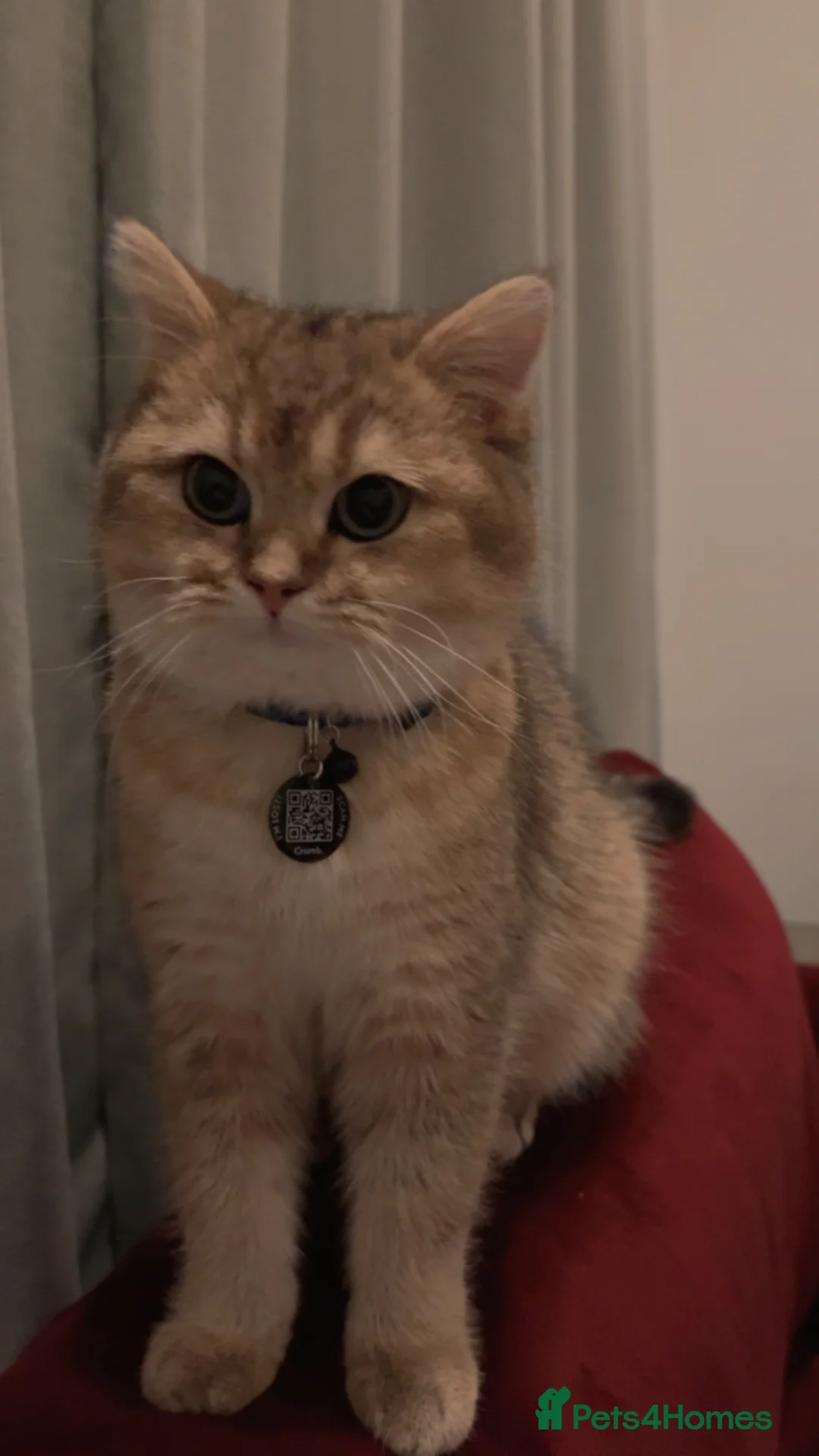 British Shorthair cats for sale: British short hair  - Advert 5