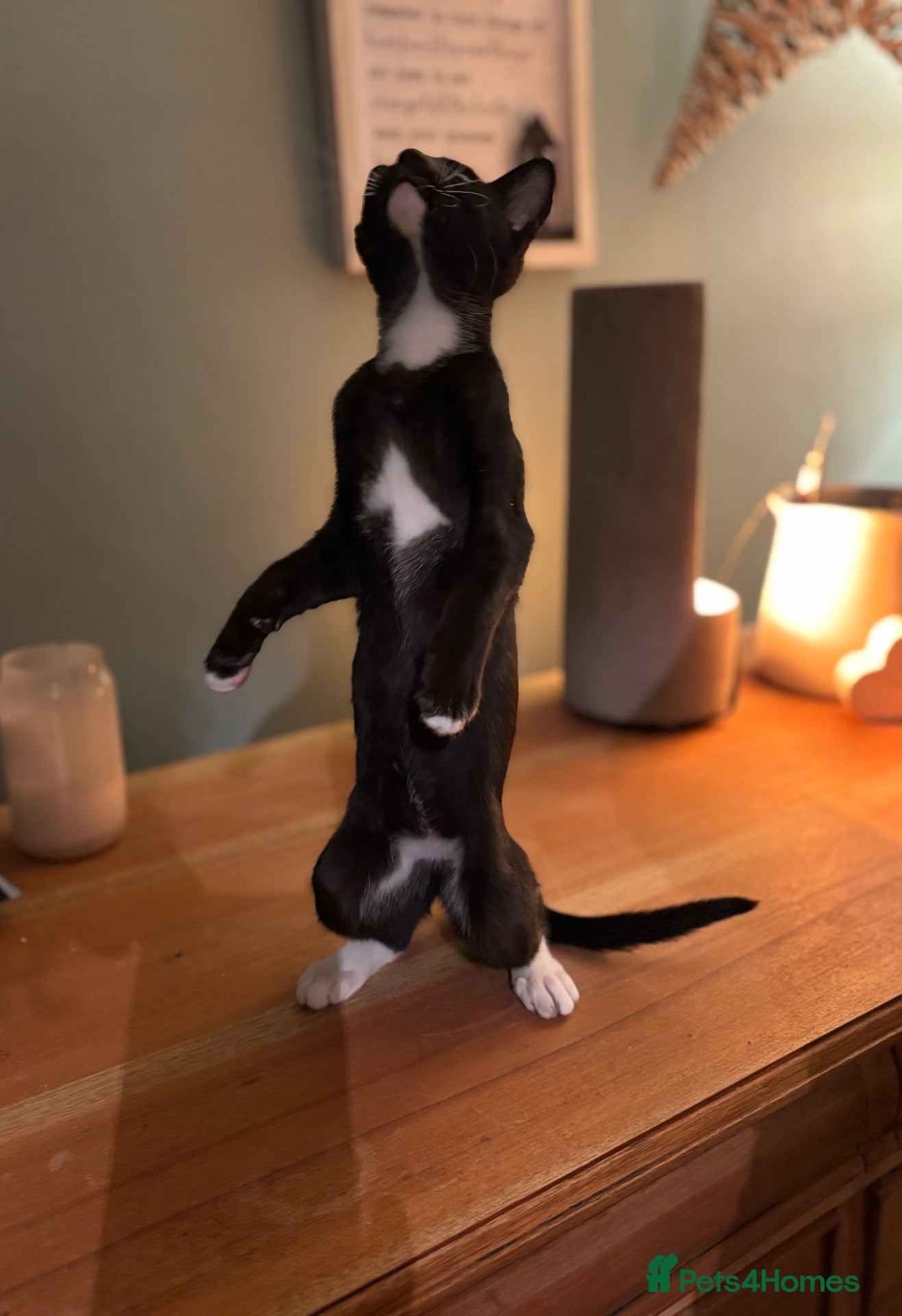 Oriental cats for sale: Oriental mix - Advert 14