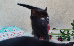 Mixed Breed cats for sale: Gorgeous Maine-Coon/Ragdoll/Bombay Mix Kittens!!! - Image 8