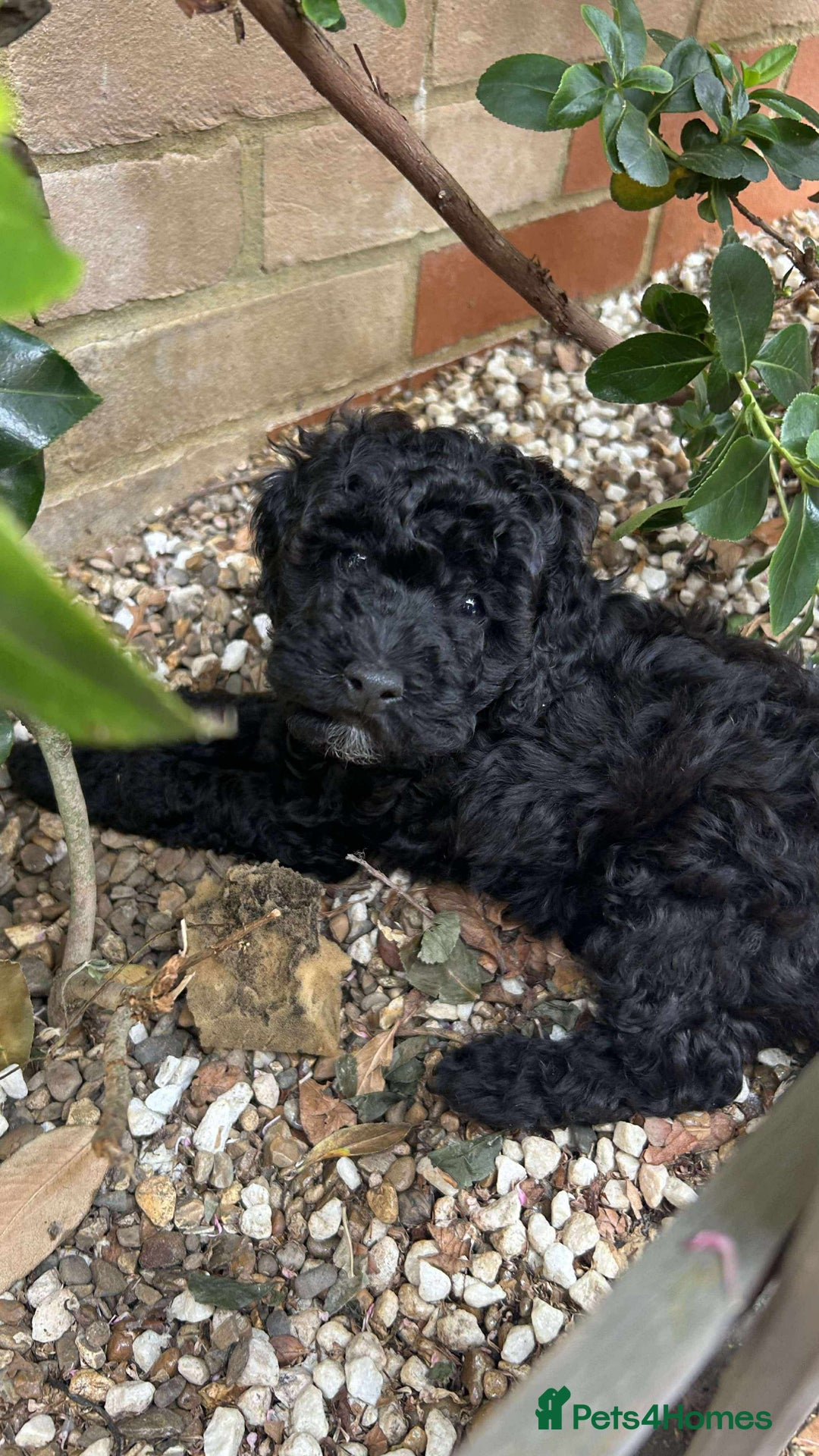 Toy Poodle dogs for sale: Adorable toy poodles, 1 boy left,  READY TO GO - Image 19
