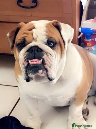 English Bulldog dogs Family-Ready English Bulldog Puppies Available Now - Advert 1