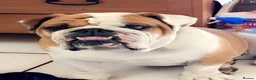 English Bulldog dogs for sale: Family-Ready English Bulldog Puppies Available Now in Purley - Advert 1