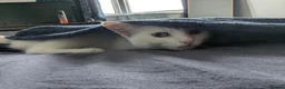 Domestic Shorthair cats for sale: Rio!🏖️⛱️ in Exeter - Advert 8