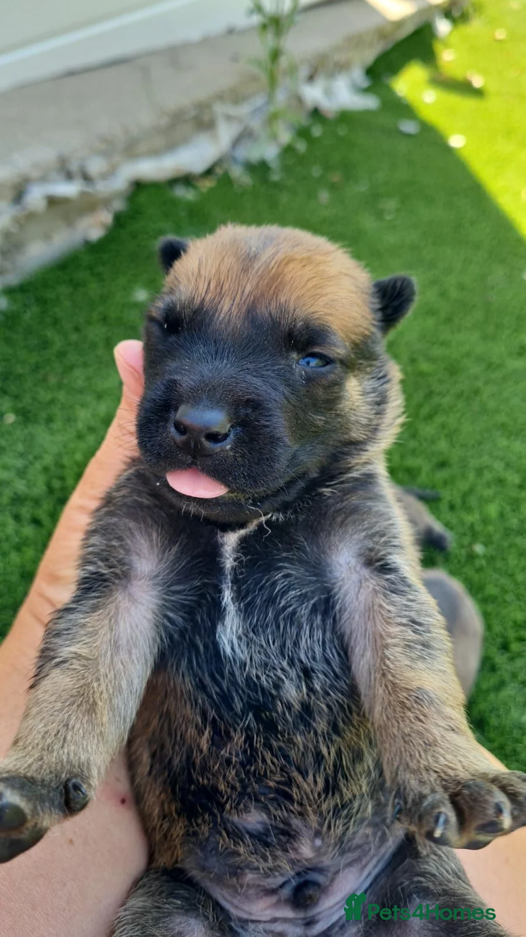 Belgian Shepherd Dog dogs for stud: Belgian Shepherd Dog For Stud - Advert 2