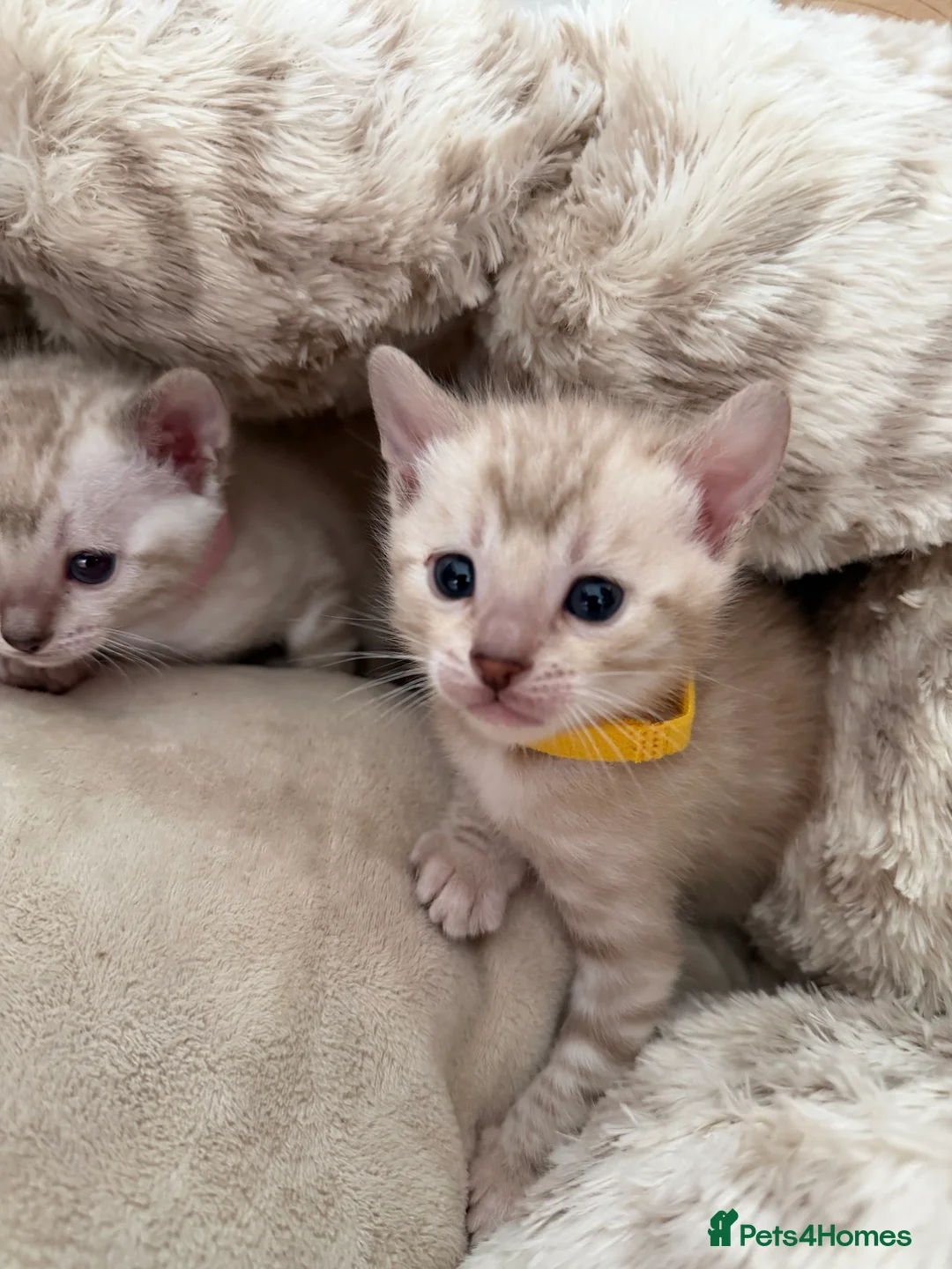Bengal cats for sale: Snow Lynx Pedigree Kittens, ACTIVE! - Advert 11