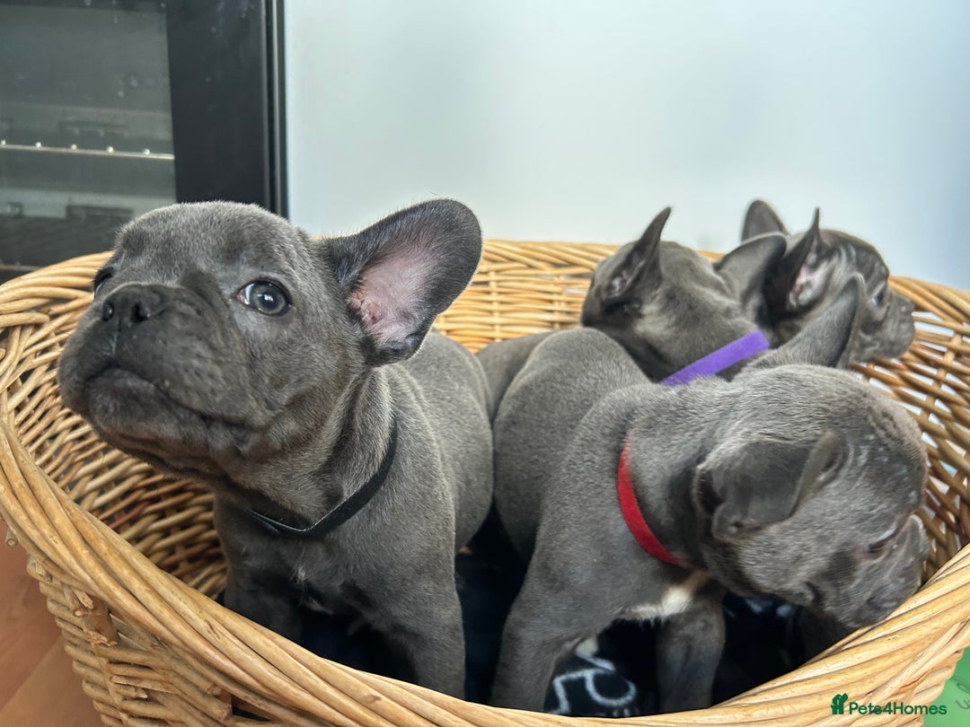 French Bulldog dogs for sale: Solid Blue French Bulldog  - Image 31