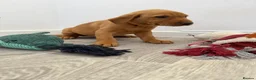 Labrador Retriever dogs for sale: Labrador puppies from a loving family home. - Advert 24