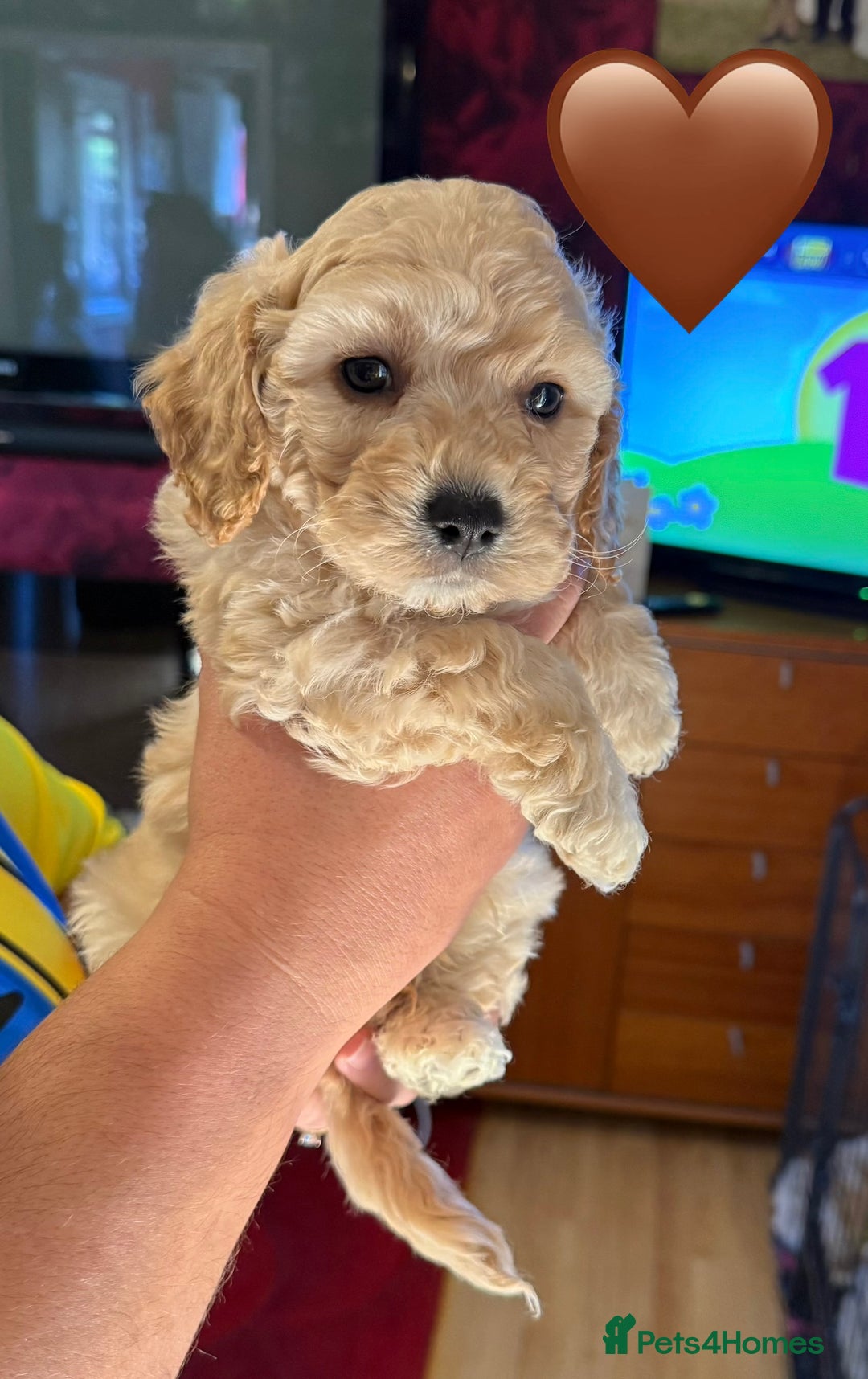Poochon dogs for sale: poochon puppies  - Image 11