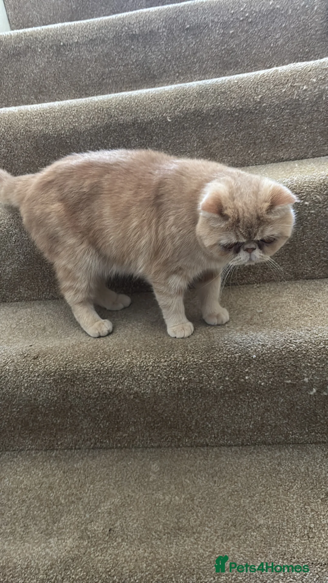 Exotic cats for sale: Exotic short haired Cream & Red - Advert 2
