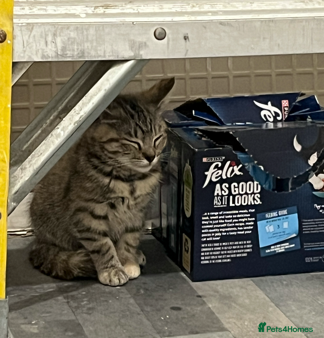 Domestic Shorthair cats for sale: 2 Male 1 Female Tabby Cats - Silver Tabby Mother - Image 9