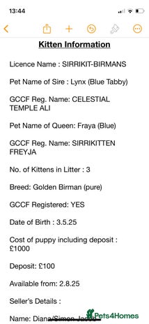 Birman cats - Advert 1