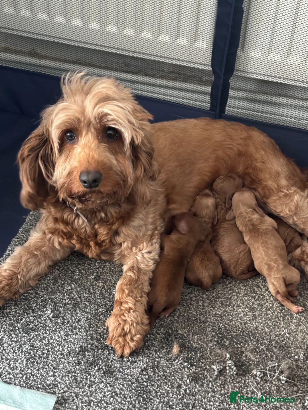 Cockapoo dogs for sale: Cockapoo puppies  in Sunderland - Advert 1