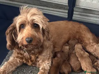 Cockapoo dogs Cockapoo puppies - Advert 5