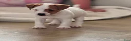 Jack Russell dogs for sale: Smooth coated jack russels  in Nottingham - Advert 3