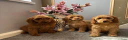 Cockapoo dogs for sale: Cockapoo Puppies LAST GIRL   FULLY VACCINATED  - Advert 6
