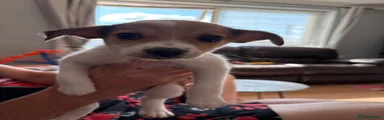 Jack Chi 4