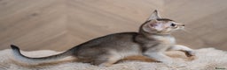 Abyssinian cats for sale: SILVER ABYSSINIAN-Winston-Rare and Exceptional  - Advert 12