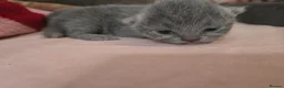 British Shorthair cats for sale: Beautiful  British Shorthair Kittens in Bournemouth - Advert 21