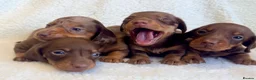 Miniature Dachshund dogs for sale: Chocolate and tan boy. Ready to leave! - Advert 5