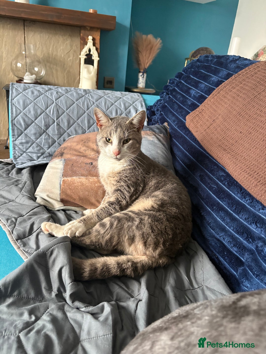 Mixed Breed cats for sale: 🐈‍⬛Beautiful grey boy with lovely markings 🐈‍⬛ - Advert 2