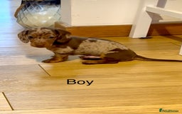 Miniature Dachshund dogs for sale: READY NOW - 2 boys left - KC registered  - Image 6