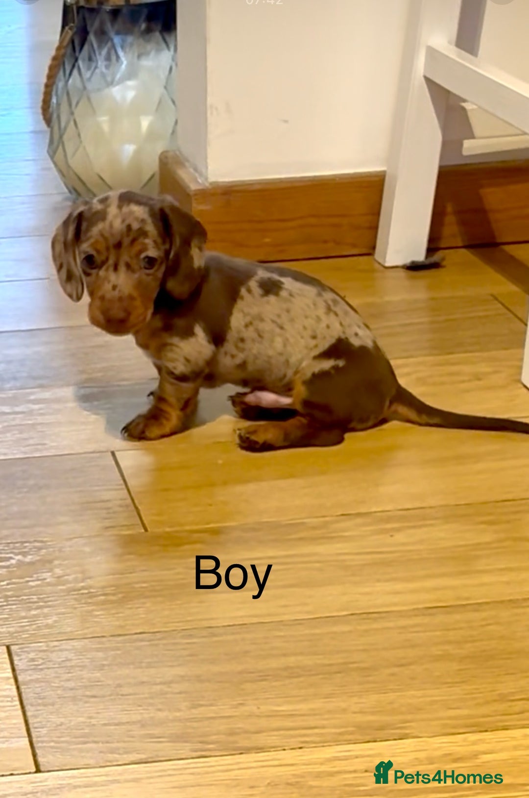 Miniature Dachshund dogs for sale: READY NOW - 2 boys left - KC registered  - Image 6