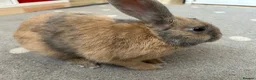 Mini Lop rabbits for sale: Rolo, 6 months - Advert 3