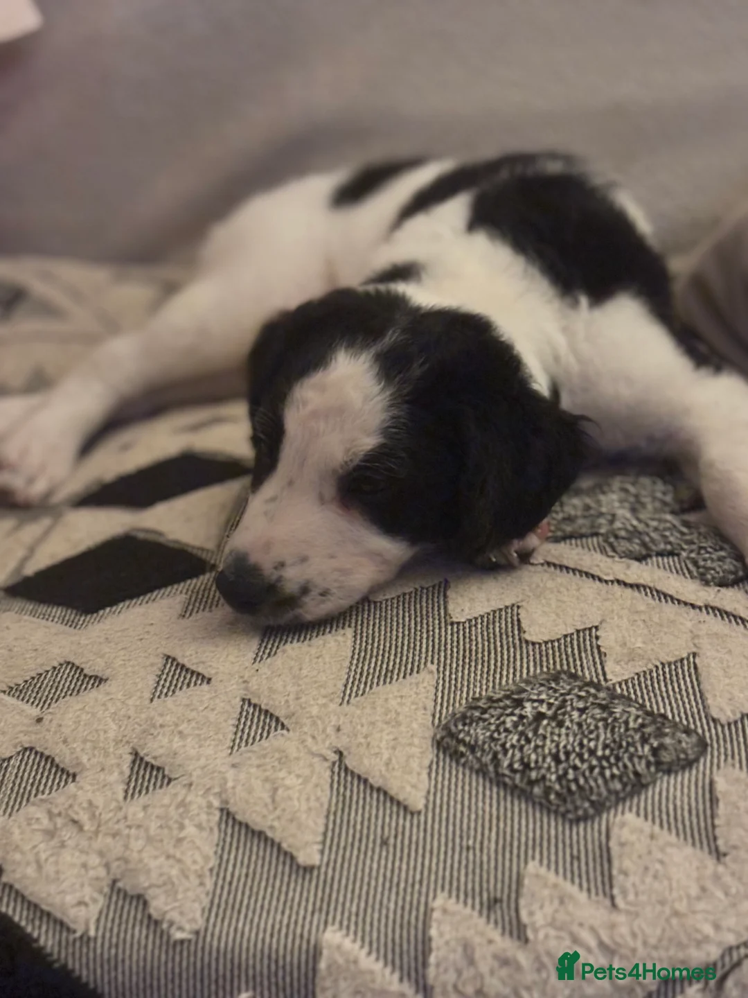 Mixed Breed dogs for sale: Whippet puppies  - Advert 22